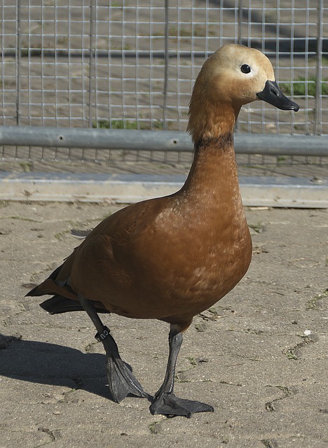 其实